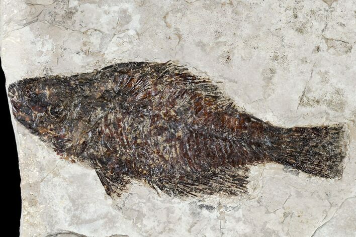 Miocene Fossil Fish From Nebraska - New Find #113173